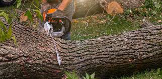 Best Tree Cabling and Bracing  in White Oak, TX